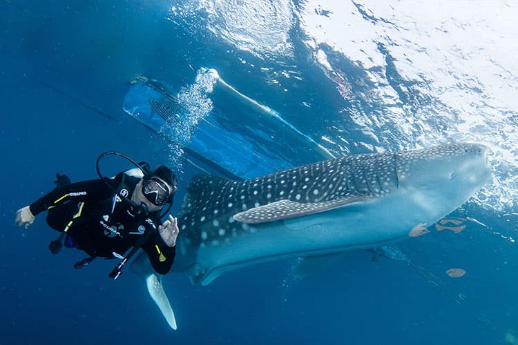 Menyelami Keajaiban Laut Gorontalo: Bertemu Hiu Paus, Raksasa Jinak di Botubarani