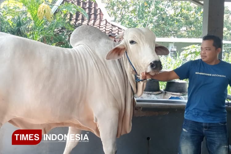 Berbobot 900 Kg, Sapi PO Anom Milik Peternak Pleret Bantul Juga Dibeli Presiden Prabowo