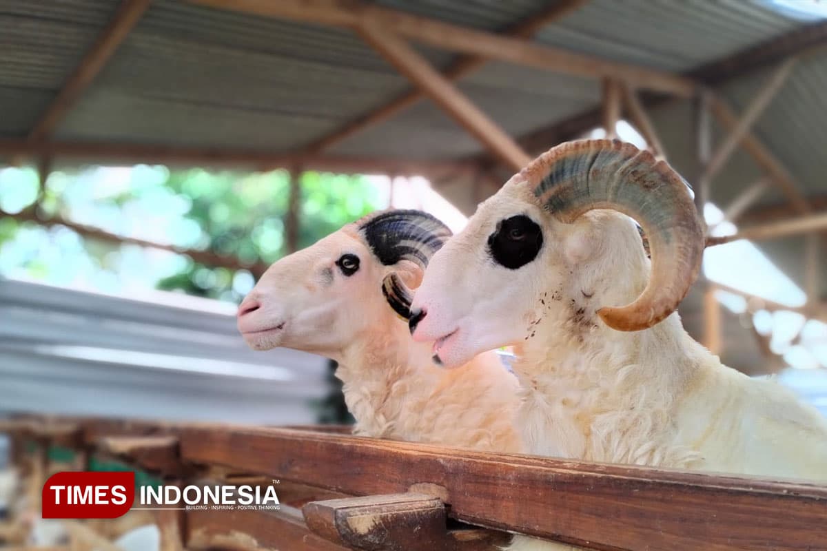 Melongok Peternakan Rakyat, Sektor Besar yang Terlalu Lama Dibiarkan Mandiri